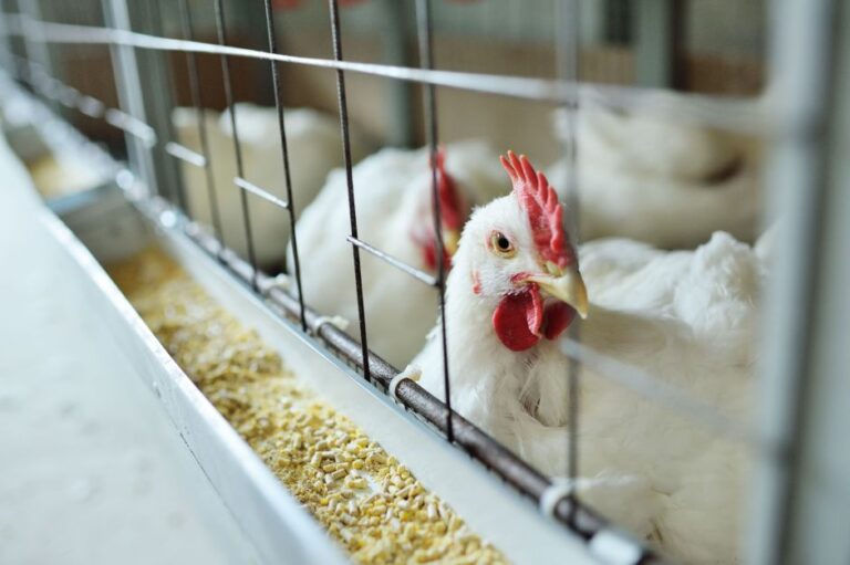 Governo de SP é nono estado a declarar emergência zoossanitária por casos de gripe aviária