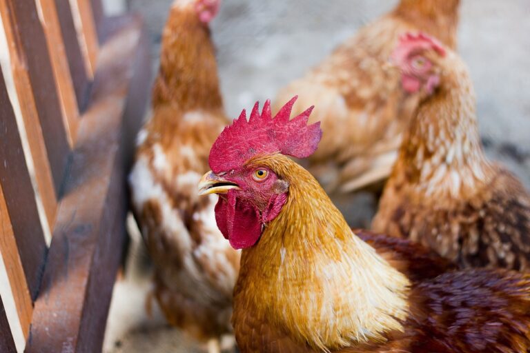 Brasil suspende parte de exportações de frango após caso da doença de Newcastle