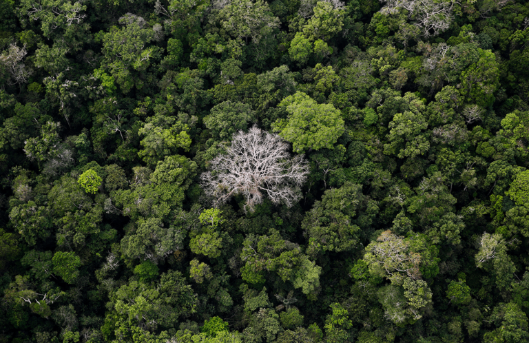 Valor da produção florestal brasileira cresce 11,2% em 2023 e chega a R$ 37,9 bi