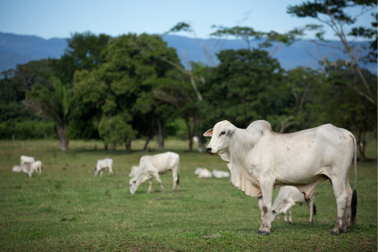 Brasil pode dobrar exportação de carne bovina com acordo Mercosul-UE, diz consultoria