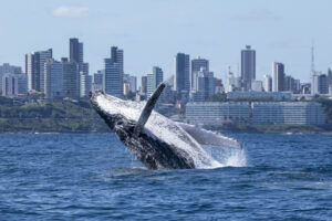 Temporada de observação de baleias em Salvador 2025